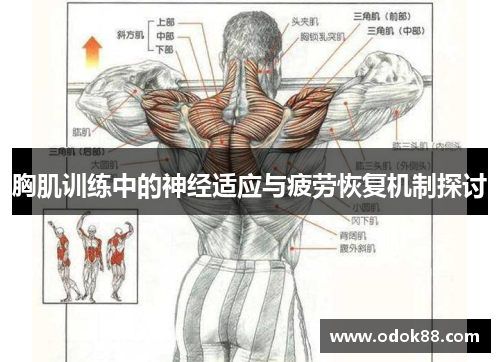胸肌训练中的神经适应与疲劳恢复机制探讨