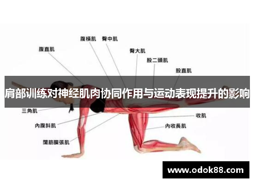 肩部训练对神经肌肉协同作用与运动表现提升的影响